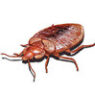 BedBug-1