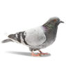 pigeon